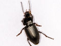 Anisodactylus binotatus